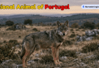 National Animal of Portugal with Name and Picture