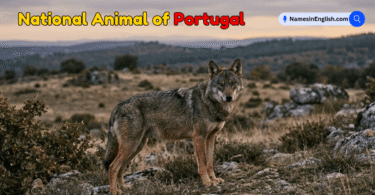 National Animal of Portugal with Name and Picture