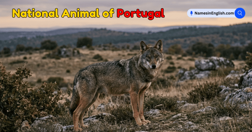 National Animal of Portugal with Name and Picture