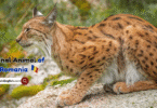 National Animal of Romania with Name and Picture