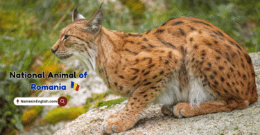 National Animal of Romania with Name and Picture
