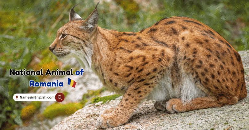 National Animal of Romania with Name and Picture