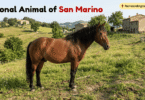 National Animal of San Marino with Name and Picture