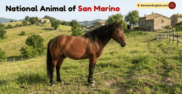 National Animal of San Marino with Name and Picture