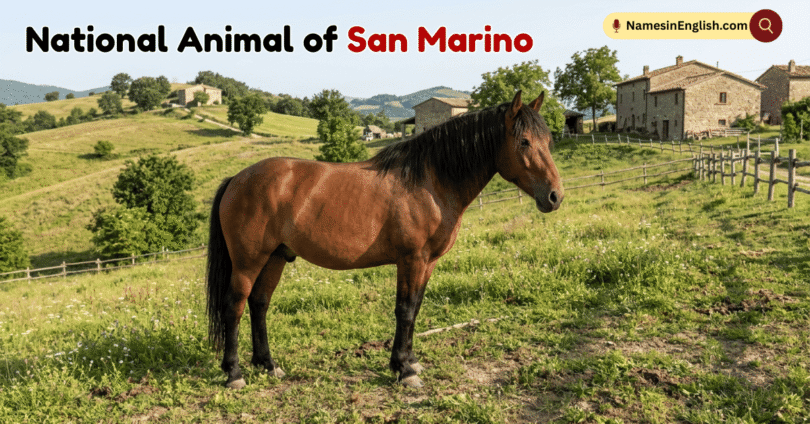 National Animal of San Marino with Name and Picture