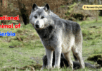 National Animal of Serbia with Name and Picture