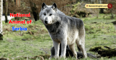 National Animal of Serbia with Name and Picture
