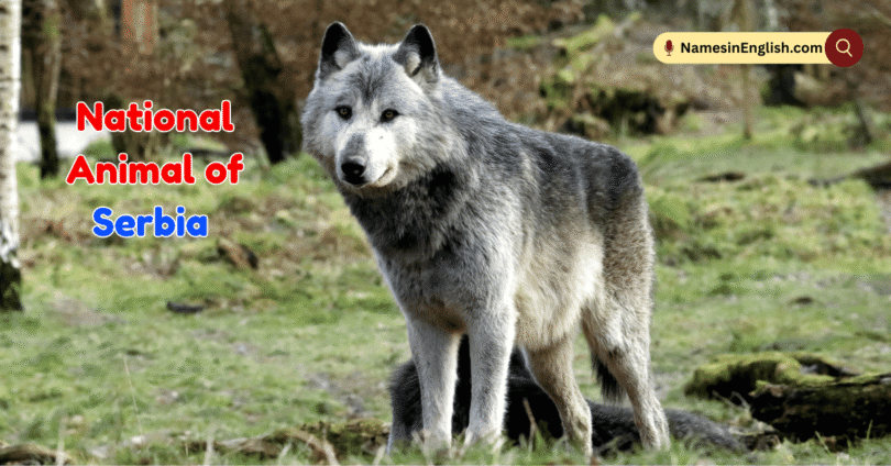 National Animal of Serbia with Name and Picture