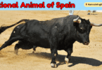 National Animal of Spain with Name and Picture