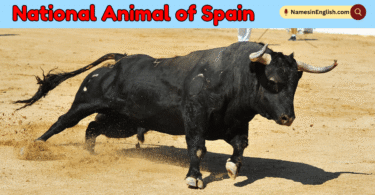 National Animal of Spain with Name and Picture