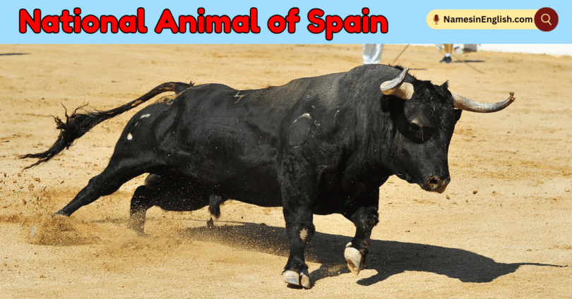 National Animal of Spain with Name and Picture