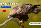 National Bird of Albania with Name and Picture