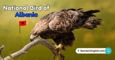 National Bird of Albania with Name and Picture
