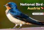 National Bird of Austria with Name and Picture