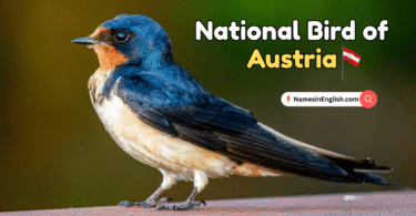 National Bird of Austria with Name and Picture