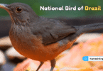 National Bird of Brazil with Name and Picture