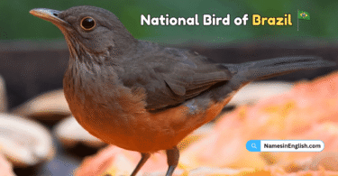 National Bird of Brazil with Name and Picture