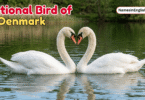 National Bird of Denmark with Name and Picture