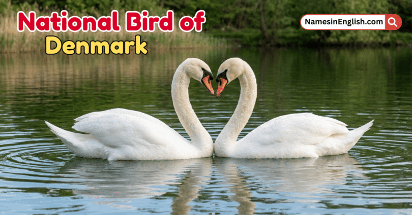 National Bird of Denmark with Name and Picture