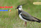 National Bird of Ireland with Name and Picture