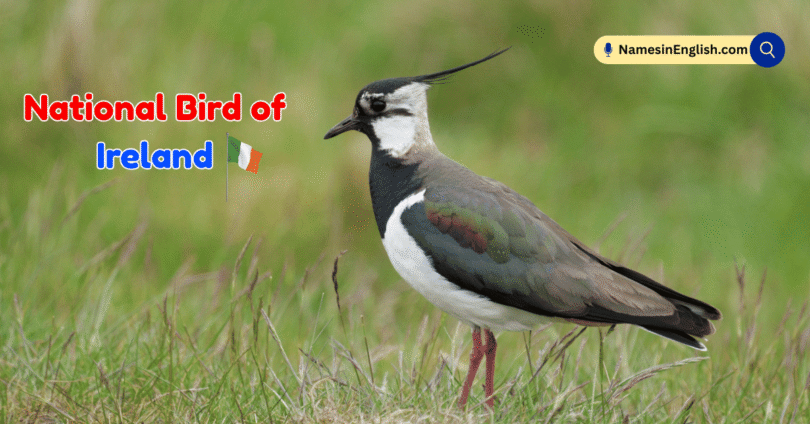 National Bird of Ireland with Name and Picture