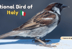 National Bird of Italy with Name and Picture