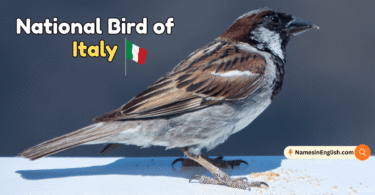National Bird of Italy with Name and Picture