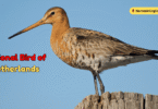 National Bird of Netherlands with Name and Picture