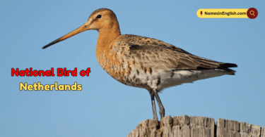 National Bird of Netherlands with Name and Picture