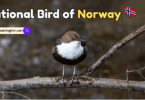 National Bird of Norway with Name and Picture