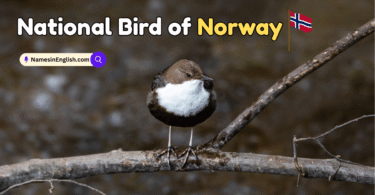 National Bird of Norway with Name and Picture