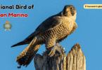 National Bird of San Marino with Name and Picture