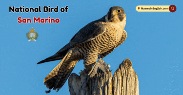 National Bird of San Marino with Name and Picture