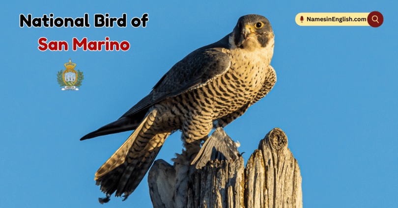National Bird of San Marino with Name and Picture