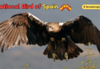 National Bird of Spain with Name and Picture