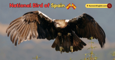 National Bird of Spain with Name and Picture