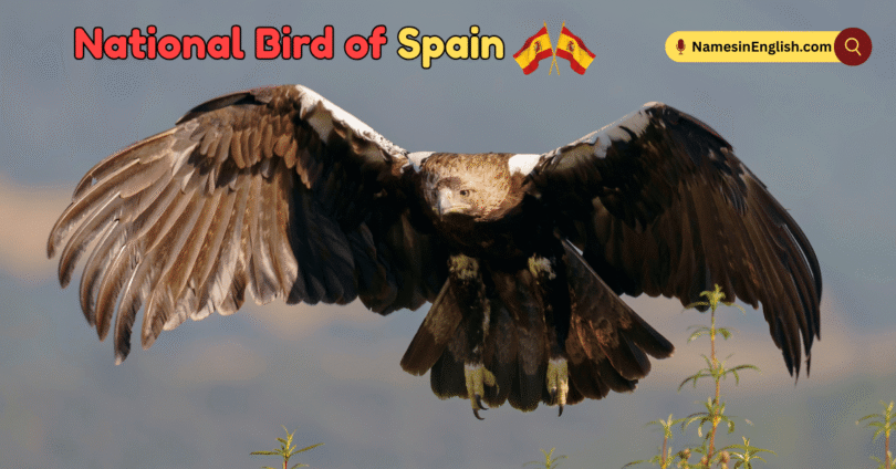 National Bird of Spain with Name and Picture