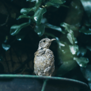 Rufous-bellied Thrush Baby