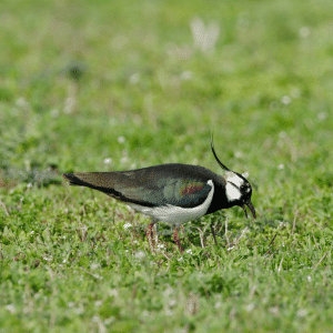 What Does the Lapwing Eat