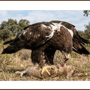 What Does the Spanish Imperial Eagle Eat
