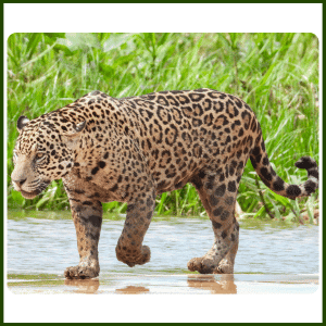 What Is the National Animal of Brazil | Jaguar