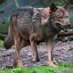 What Is the National Animal of Portugal