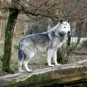 What Is the National Animal of Serbia