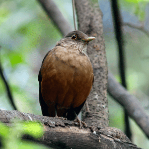 What Is the National Bird of Brazil