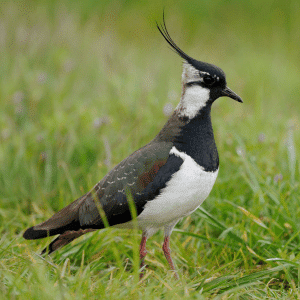 What Is the National Bird of Ireland