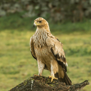 What Is the National Bird of Spain