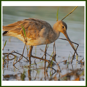 What does Black-tailed Godwit eat