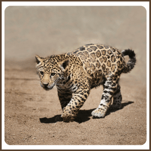 What is a Baby Jaguar Called | Cub