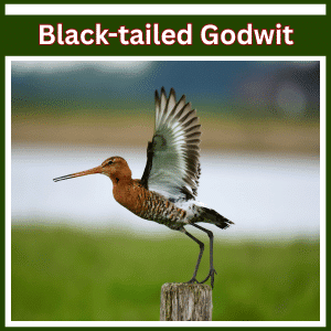 What is the National Bird of Netherlands