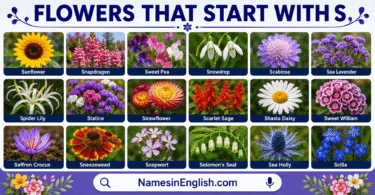 30 Flowers That Start With S With Names in English and Pictures